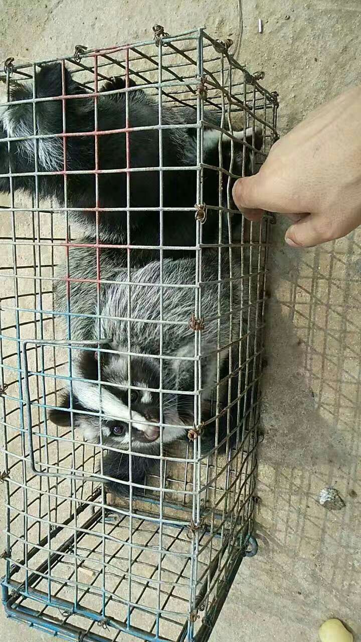 獾的高原驯化和养殖